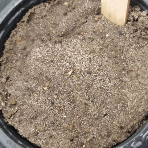 Special Queen #1 growlog timeline photo
