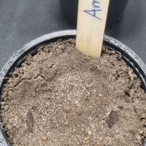Amnesia Haze growlog timeline photo