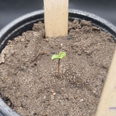 Special Queen #1 growlog timeline photo