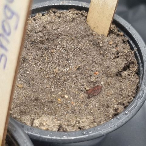 Amnesia Haze growlog timeline photo