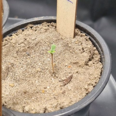 Amnesia Haze growlog timeline photo
