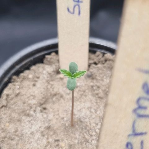 Special Queen #1 growlog timeline photo