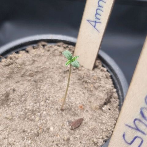 Amnesia Haze growlog timeline photo
