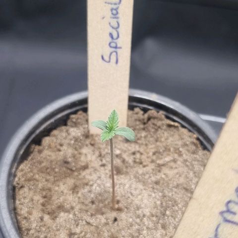 Special Queen #1 growlog timeline photo