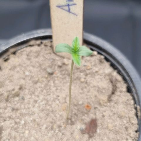 Amnesia Haze growlog timeline photo