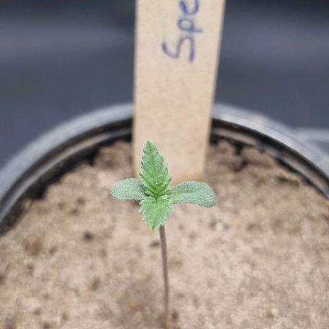 Special Queen #1 growlog timeline photo