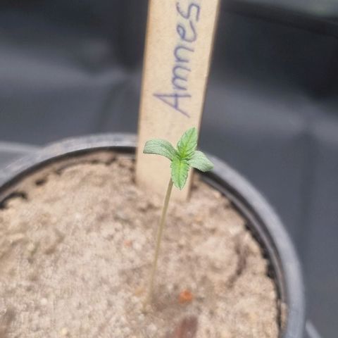 Amnesia Haze growlog timeline photo