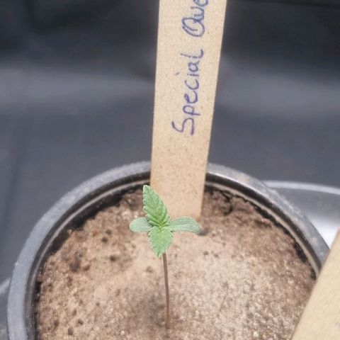Special Queen #1 growlog timeline photo