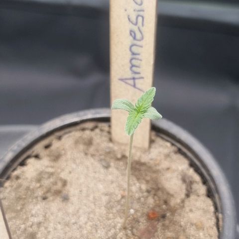 Amnesia Haze growlog timeline photo