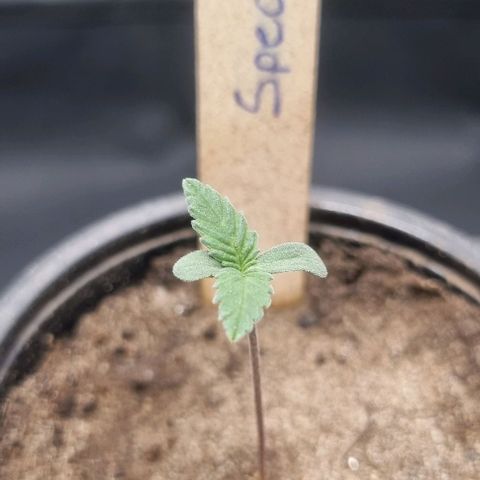 Special Queen #1 growlog timeline photo
