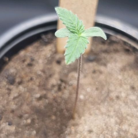 Special Queen #1 growlog timeline photo