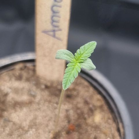 Amnesia Haze growlog timeline photo