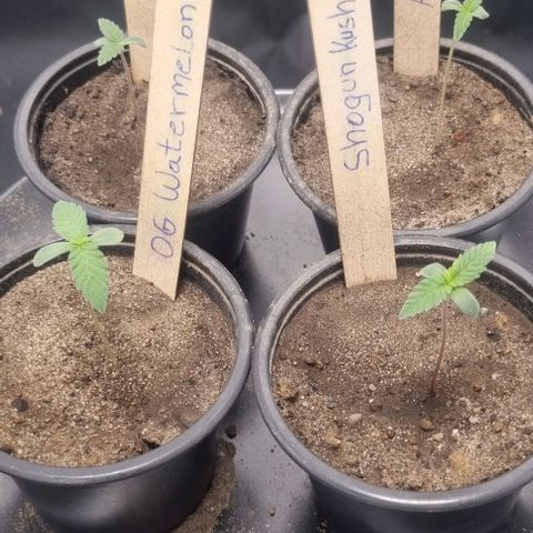 Amnesia Haze growlog photo: 1st Week 
