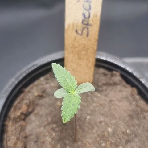 Special Queen #1 growlog timeline photo