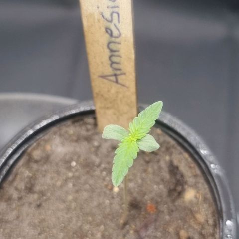 Amnesia Haze growlog timeline photo