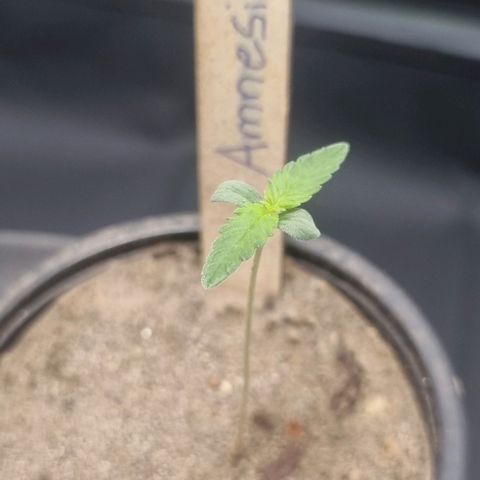 Amnesia Haze growlog timeline photo