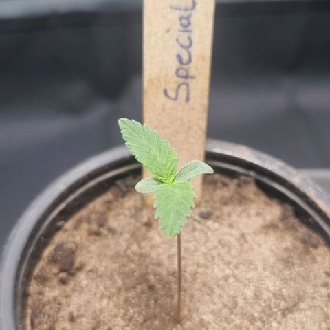 Special Queen #1 growlog timeline photo