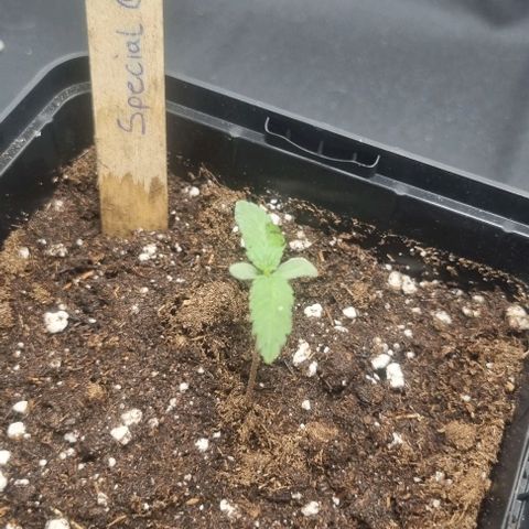 Special Queen #1 growlog timeline photo