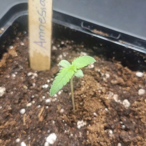 Amnesia Haze growlog timeline photo