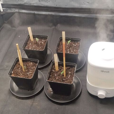 Amnesia Haze growlog timeline photo