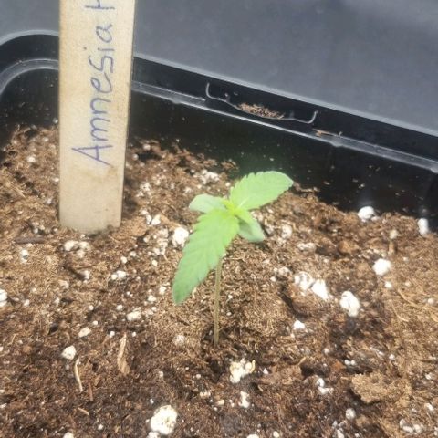 Amnesia Haze growlog timeline photo