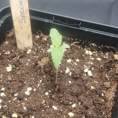 Special Queen #1 growlog timeline photo