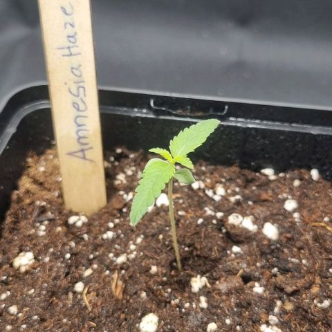 Amnesia Haze growlog timeline photo