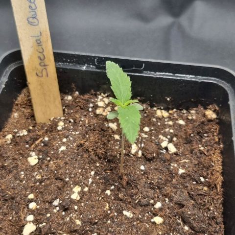 Special Queen #1 growlog timeline photo
