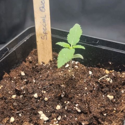 Special Queen #1 growlog timeline photo