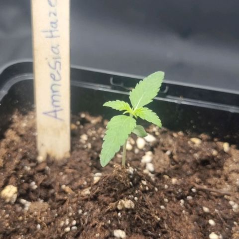 Amnesia Haze growlog timeline photo