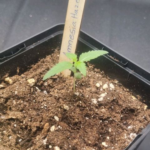 Amnesia Haze growlog timeline photo
