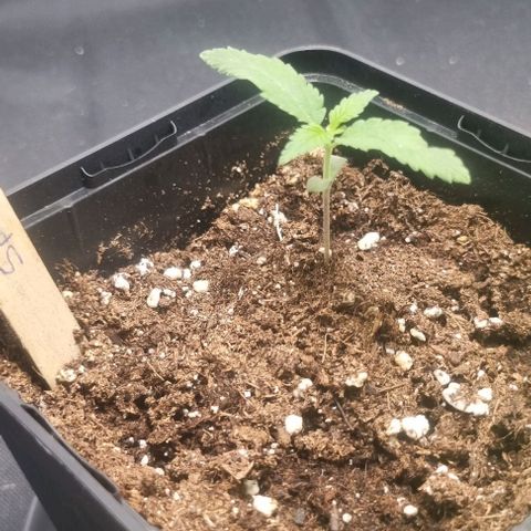 Special Queen #1 growlog timeline photo