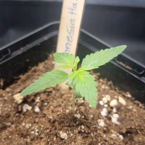 Amnesia Haze growlog timeline photo