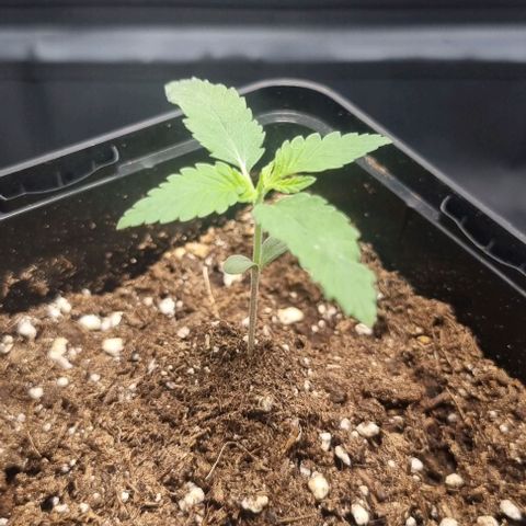 Special Queen #1 growlog timeline photo