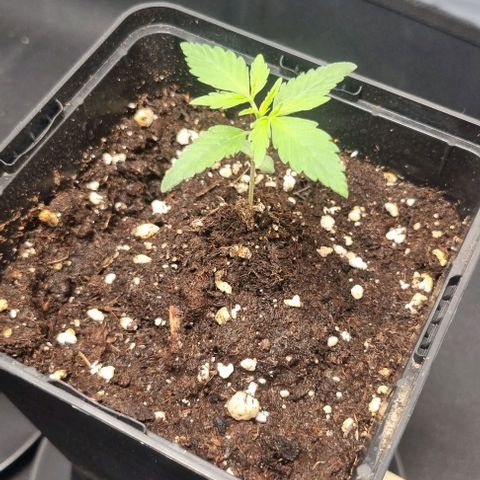 Amnesia Haze growlog timeline photo