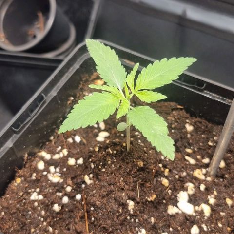 Special Queen #1 growlog timeline photo