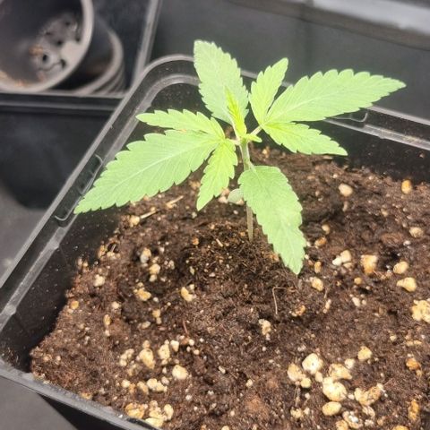 Special Queen #1 growlog timeline photo