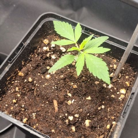 Amnesia Haze growlog timeline photo