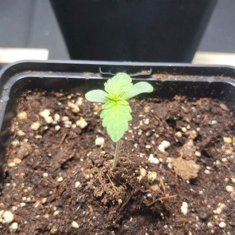 Watermelon OG growlog timeline photo