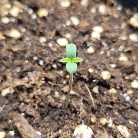 Shogun Kush growlog timeline photo