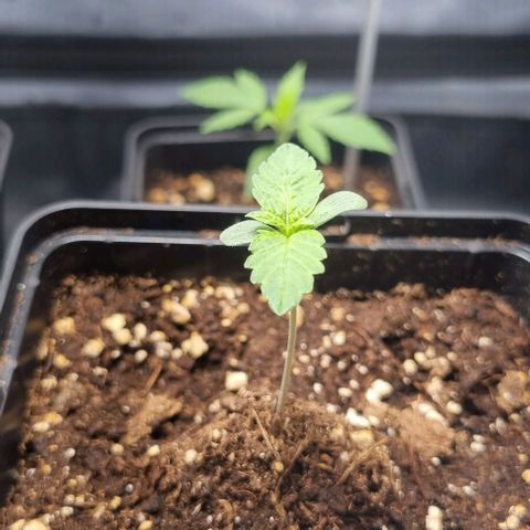 Watermelon OG growlog timeline photo