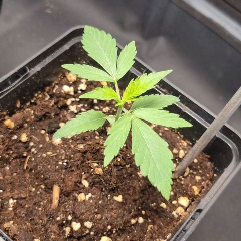 Amnesia Haze growlog timeline photo