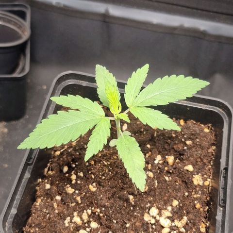 Special Queen #1 growlog timeline photo