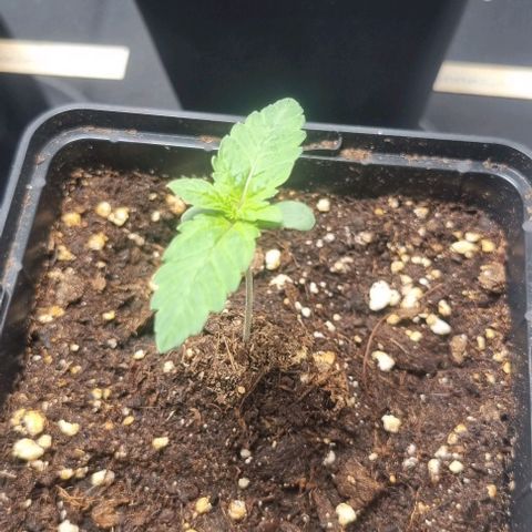 Watermelon OG growlog timeline photo