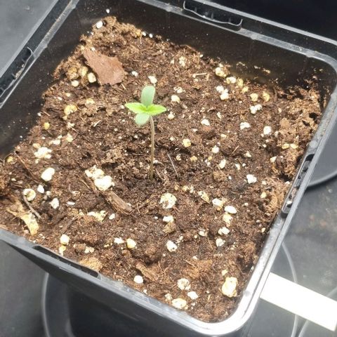 Shogun Kush growlog timeline photo