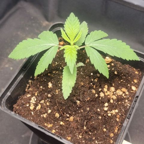 Special Queen #1 growlog timeline photo