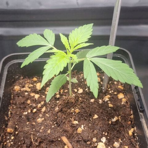 Amnesia Haze growlog timeline photo