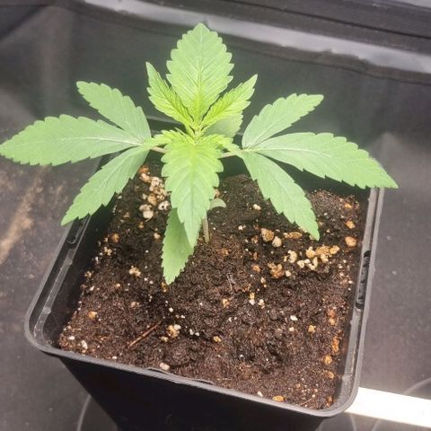 Special Queen #1 growlog timeline photo
