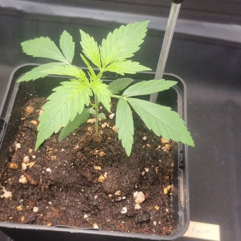 Amnesia Haze growlog timeline photo