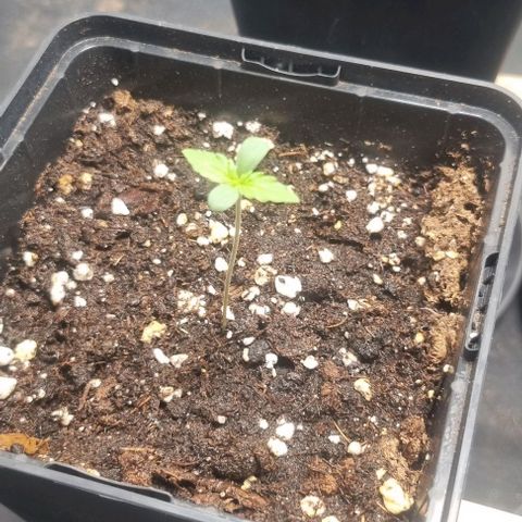 Shogun Kush growlog timeline photo